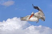 Krauskopfpelikan bremsend