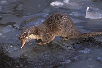 Europ Fischotter mit Fisch
