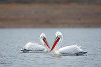 Krauskopfpelikan 2 a Wasser