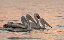 Krauskopfpelikan Gruppe