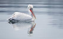 Krauskopfpelikan Seitenansicht