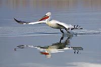 Krauskopfpelikan Wasserstart