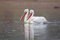 Krauskopfpelikan zwei Ex