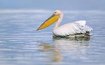 Rosapelikan auf Gewaesser