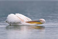 Rosapelikan Gefiederpflege