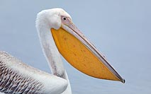 Rosapelikan Kopfportrait