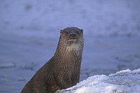 Europ Fischotter sichernd