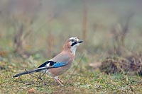 Eichelhaeher am Boden