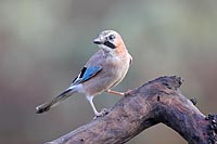 Eichelhaeher aufmerksam