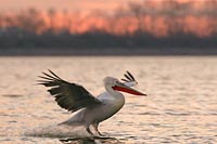 Krauskopfpelikan m Morgenrot