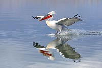 Krauskopfpelikan m Spiegelbild