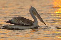 Krauskopfpelikan Morgenlicht