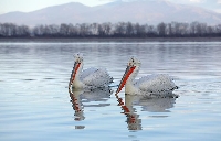 Krauskopfpelikan zwei Voegel