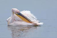 Rosapelikan Federpflege