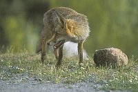 Fuchs sichernd Extremadura