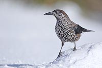 Tannenhaeher im Schnee