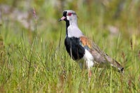 Bronzekiebitz im Gras