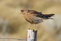 Chimangokarakara a Pfahl