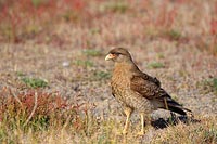 Chimangokarakara am Boden