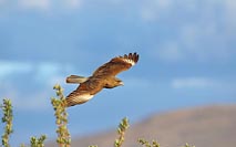 Chimangokarakara im Gleitflug