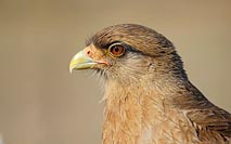 Chimangokarakara Kopf