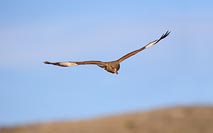 Chimangokarakara mit Beute