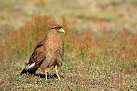 Chimangokarakara rastend