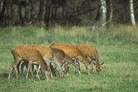 Rotwild weiblich aesend Mue