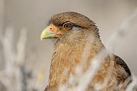 Chimangokarakara Kopfpor