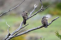 Baenderspecht zwei Ex