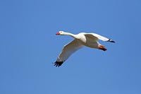 Coscorobaschwan bl Himmel