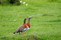 Graukopfgans Paar Wiese