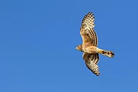 Grauweihe am bl Himmel