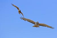 Grauweihe kontra Chimango