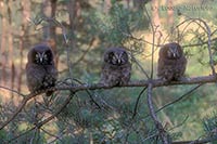 Rauhfusskaeuze 3 Aestlinge