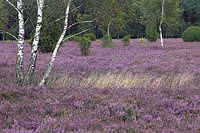 Besenheide bluehend