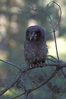 Rauhfusskauz Aestling