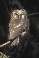 Rauhfusskauz im Sonnenlicht