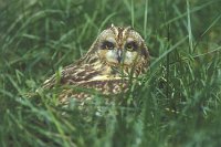 Sumpfohreule im Gras