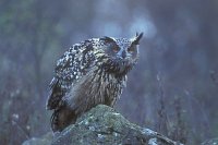 Uhu angespannt guckend