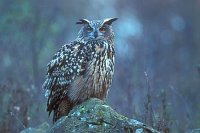 Uhu auf Felsen von vorn