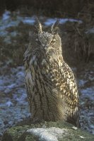 Uhu mit aufgest Federohren