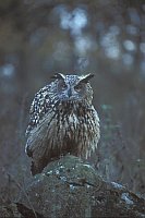 Uhu sich aufplusternd