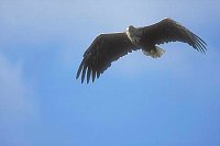 Seeadler am Himmel