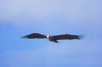 Seeadler im Flug von vorn