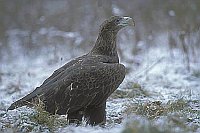 Seeadler Schneelandschaft