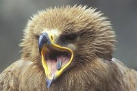 Steppenadler gaehnend