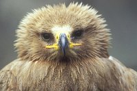 Steppenadler Kopfportrait