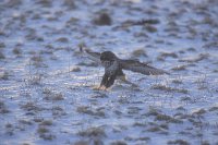 Maeusebussard Beutestoss