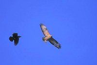 Maeusebussard mit Kraehe